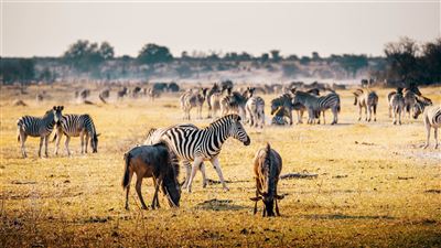 Safari, Salzpfannen & Viktoriafälle – Rundreise