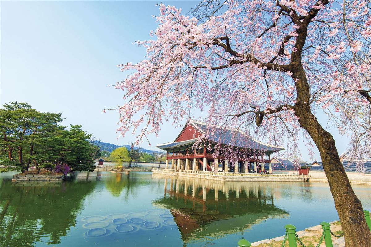 Tempel in Südkorea mit blühendem Kirschbaum