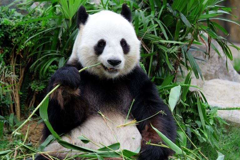Chengdu – Rundreise