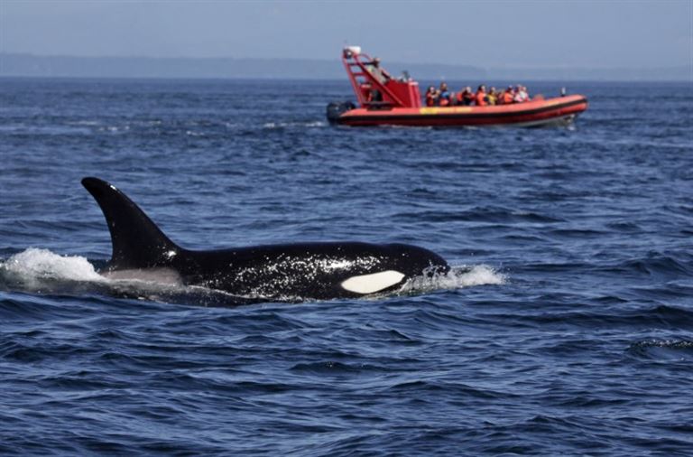 Orca Camp hautnah – Rundreise