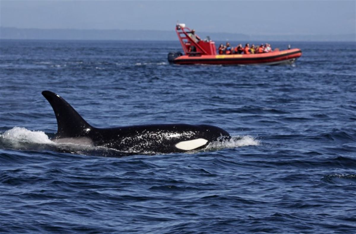 Orca
