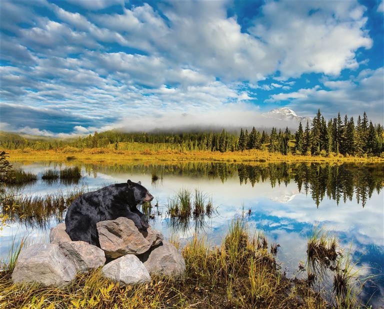 Bären, Wale & Vancouver Island – Rundreise