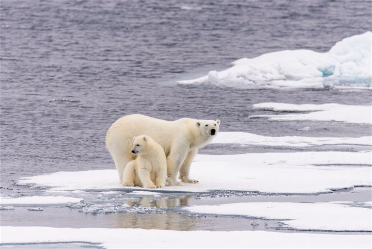 Auf den Spuren der Eisbären  @Alexey Seafarer/adobestock