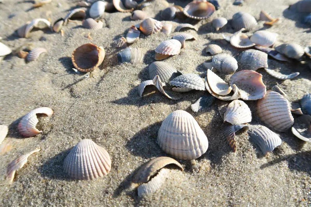 Muscheln am Strand auf Texel / @ Wolfgang Schwartz - Wolfgang Schwartz - © Wolfgang Schwartz