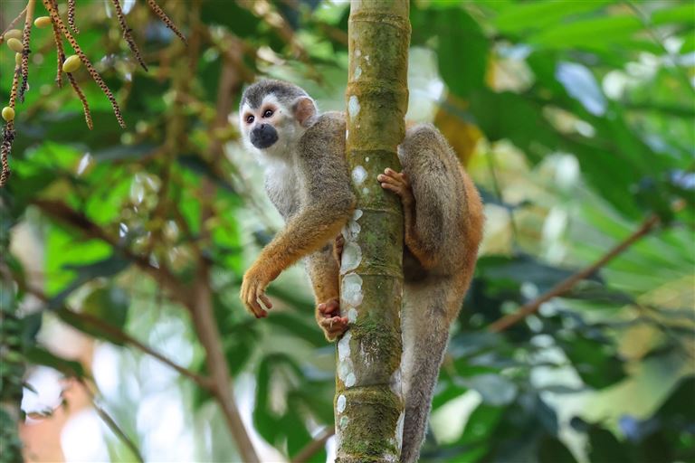 Pura Vida-Costa Rica hautnah mit Badeverlängerung – Rundreise
