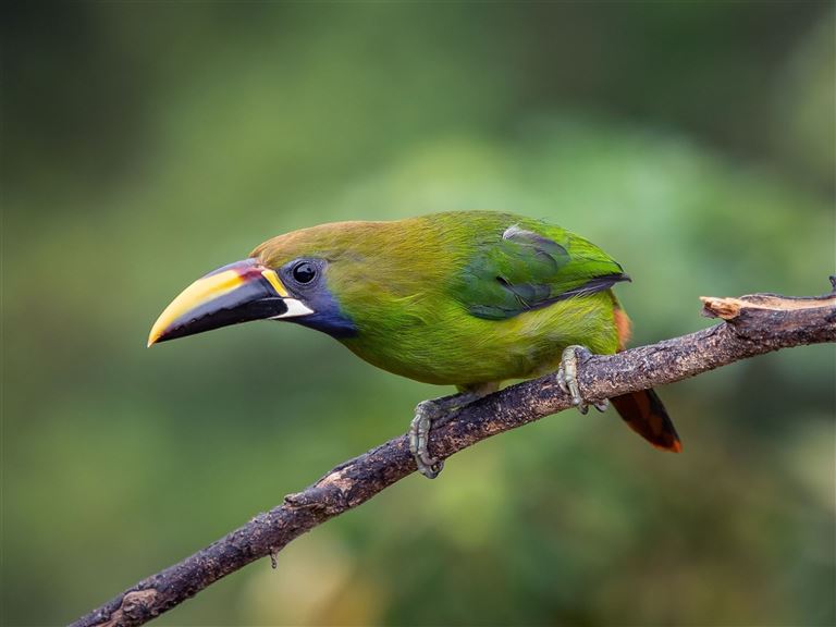 Pura Vida - Costa Rica hautnah – Rundreise