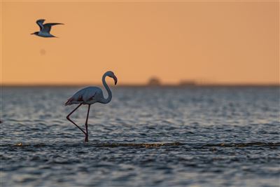 Namibia - Atlantik, Dünen und wilde Tiere – Rundreise