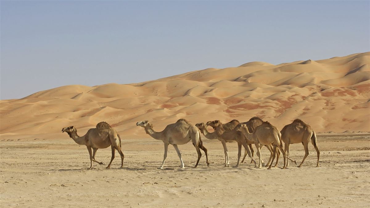Kamele in den Wahiba Sands