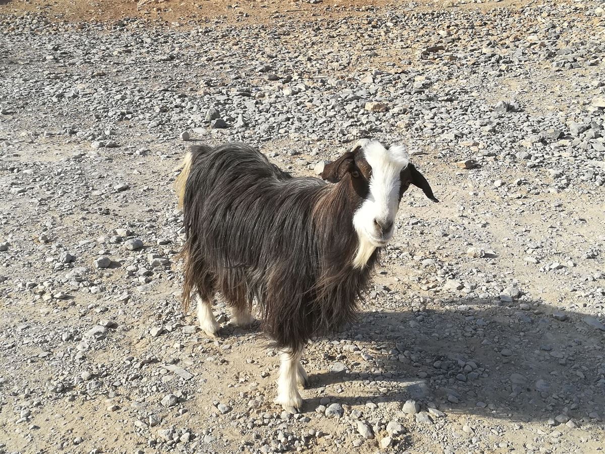 Omanische Bergziege