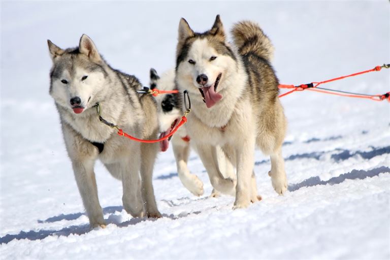 Winterlich aktiv in Schwedisch Lappland – Rundreise
