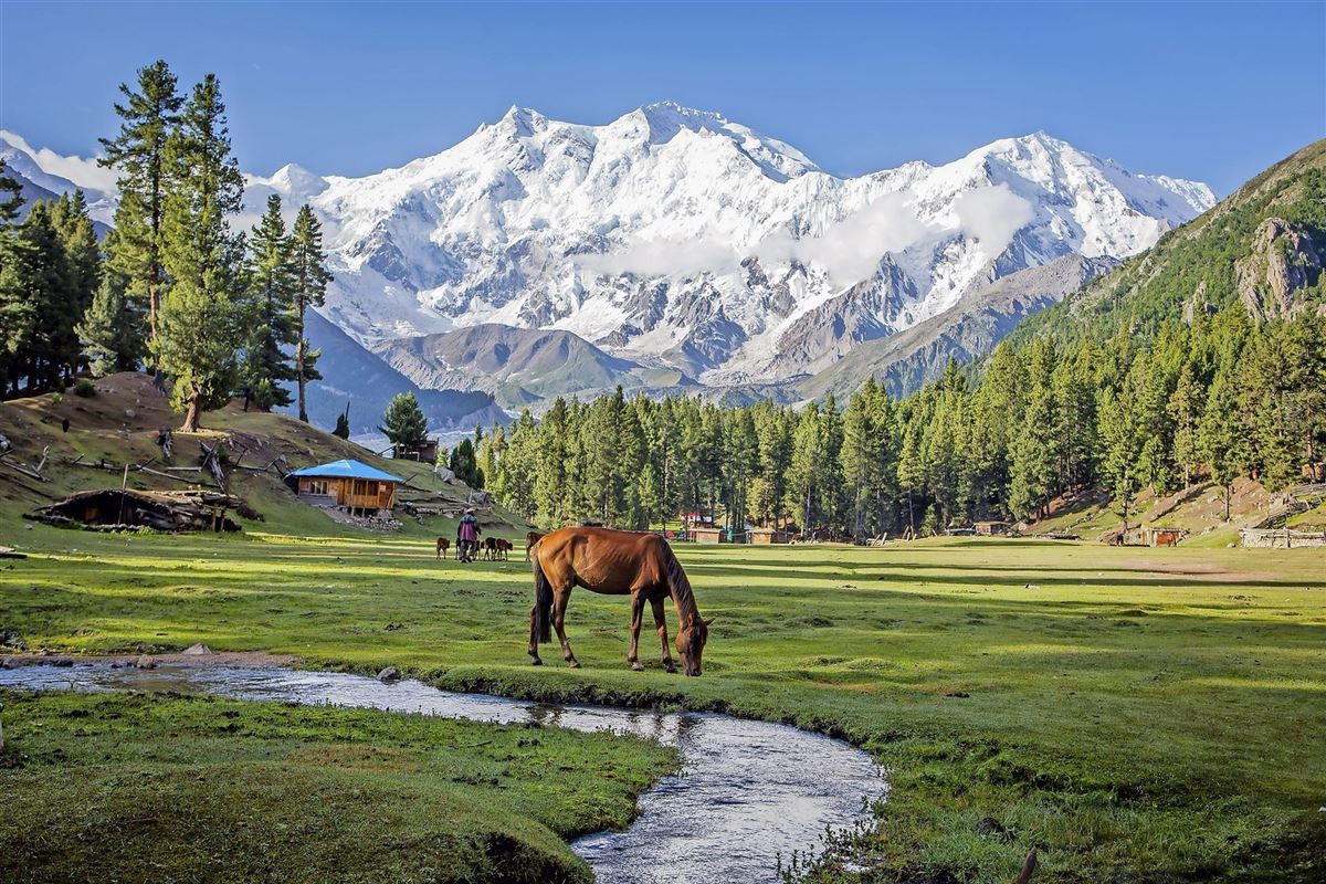 Märchenwiese vor dem Nanga Parbat