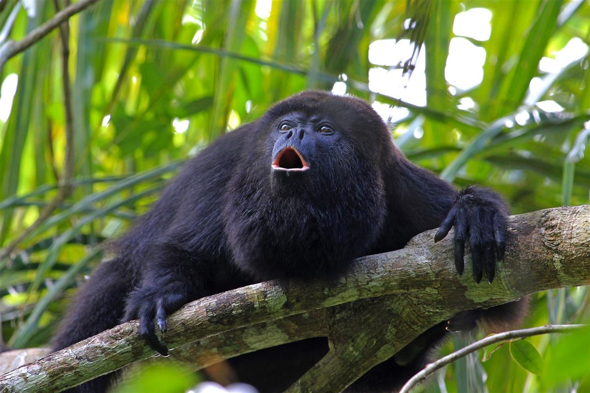 Schwarzer Brüllaffe im Dschungel von Belize