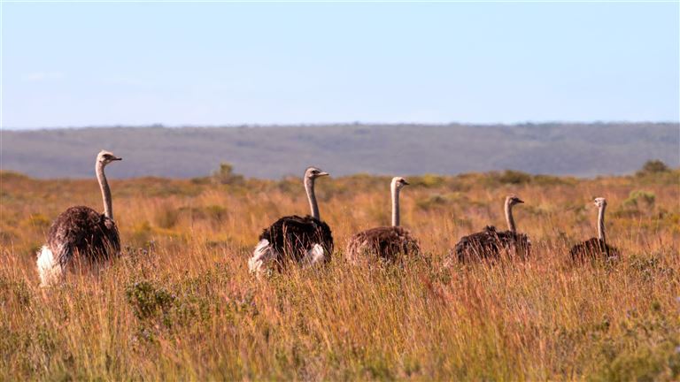 Wildlife & Lifestyle – Rundreise