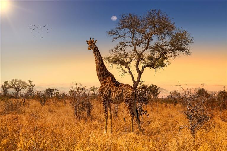 Wildlife & Lifestyle – Rundreise