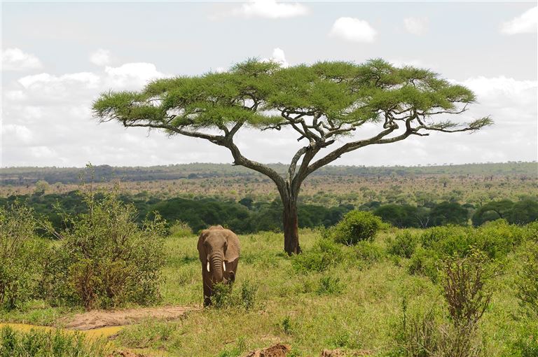 Magie der Savanne-Zwischen Baobabs&Kilimandscharo – Rundreise