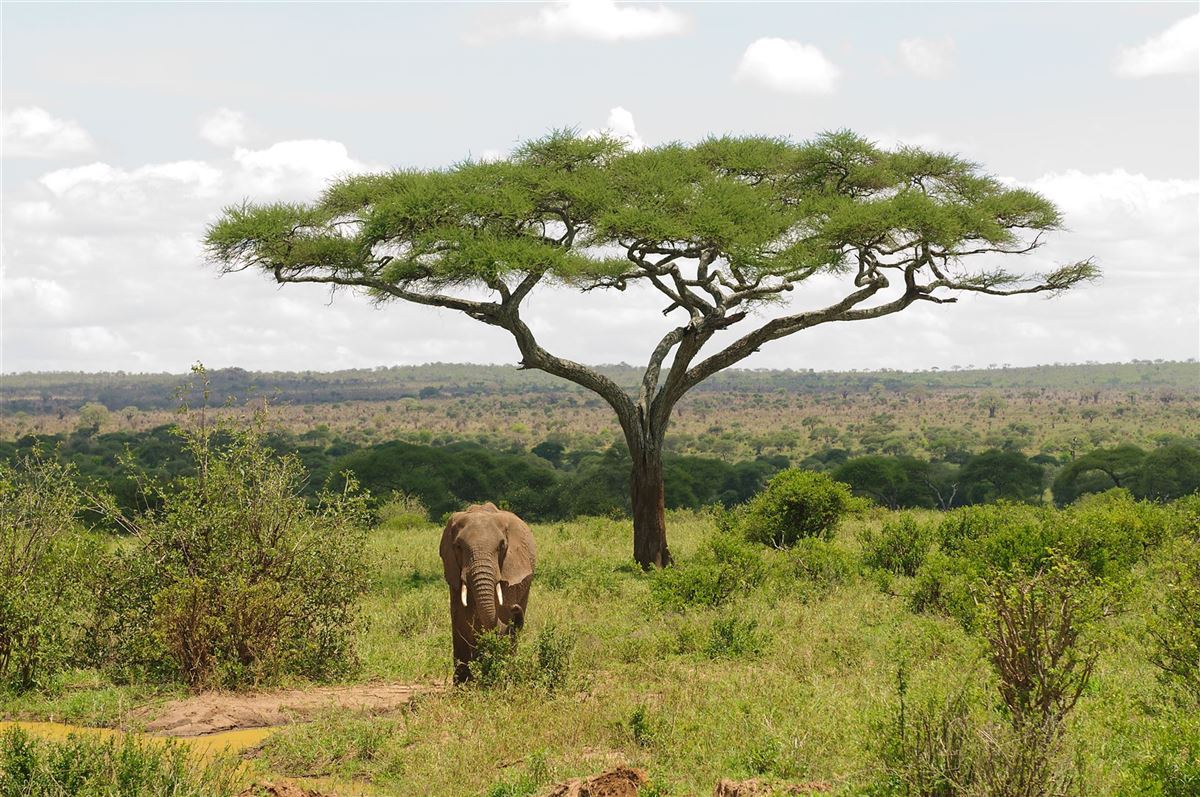 Tarangire Nationalpark