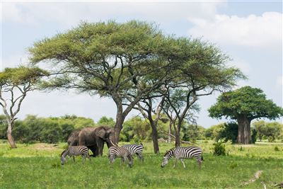 Magie der Savanne-Zwischen Baobabs&Kilimandscharo – Rundreise