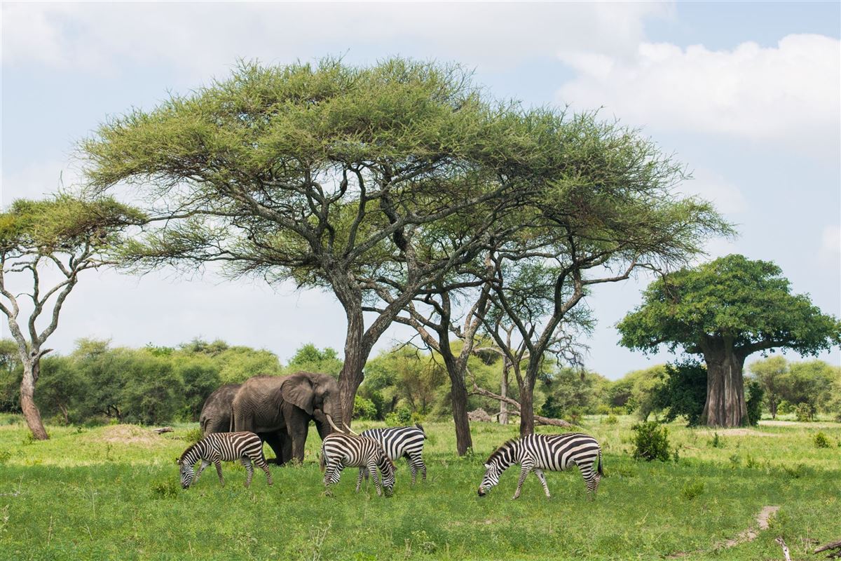 Tarangire Nationalpark
