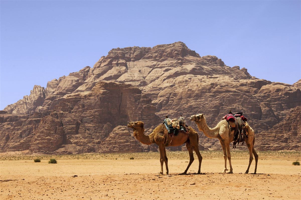 Kamele in der Wüste Wadi Rum