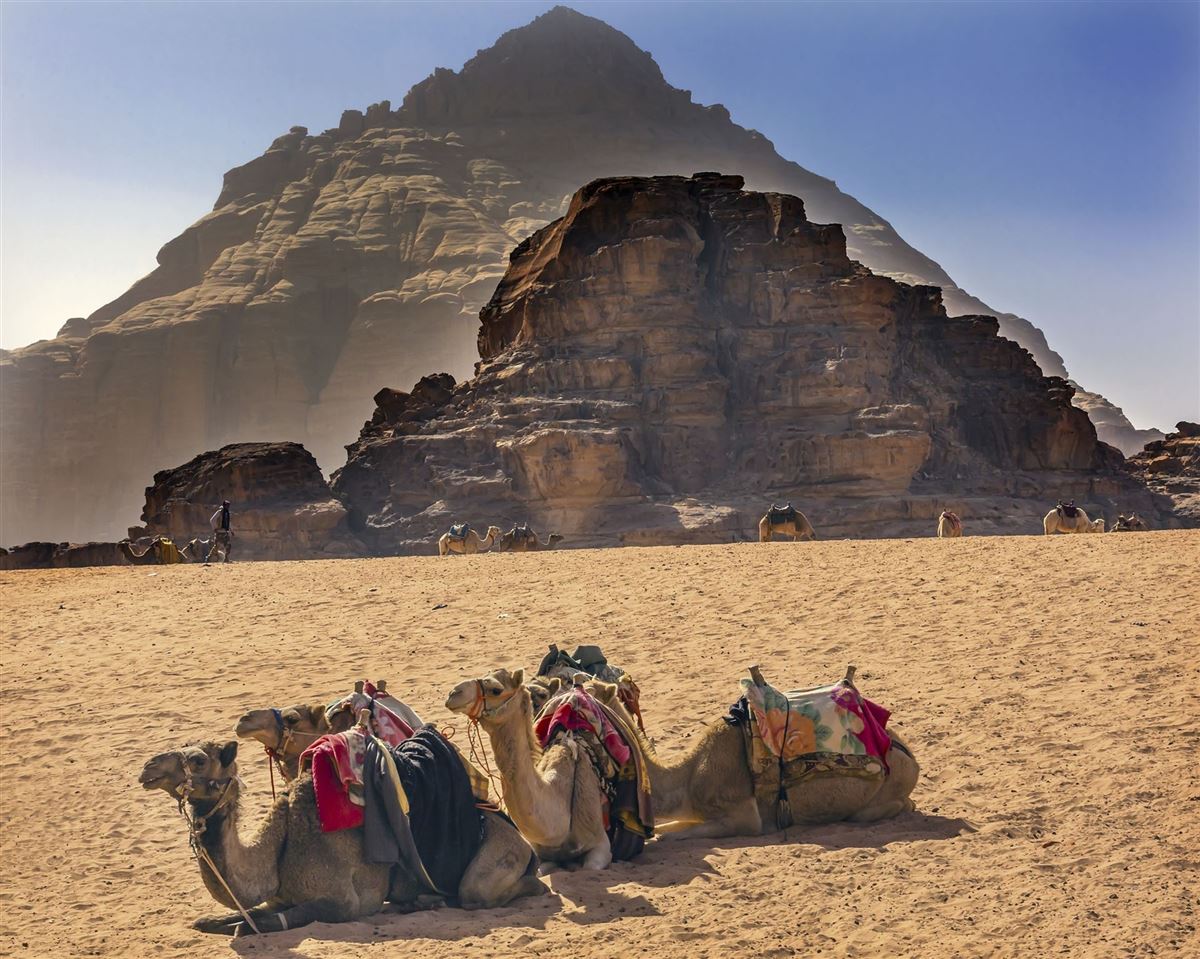 Kamele in der Wüste Wadi Rum