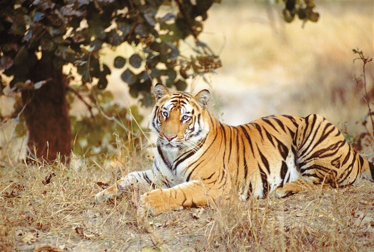 Indiens schönste Nationalparks – Rundreise