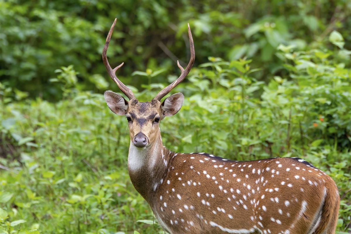 Axis Hirsch