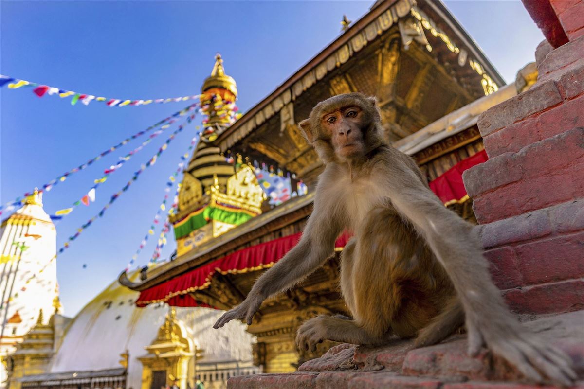 Affe auf der Swayambhunath Stupa