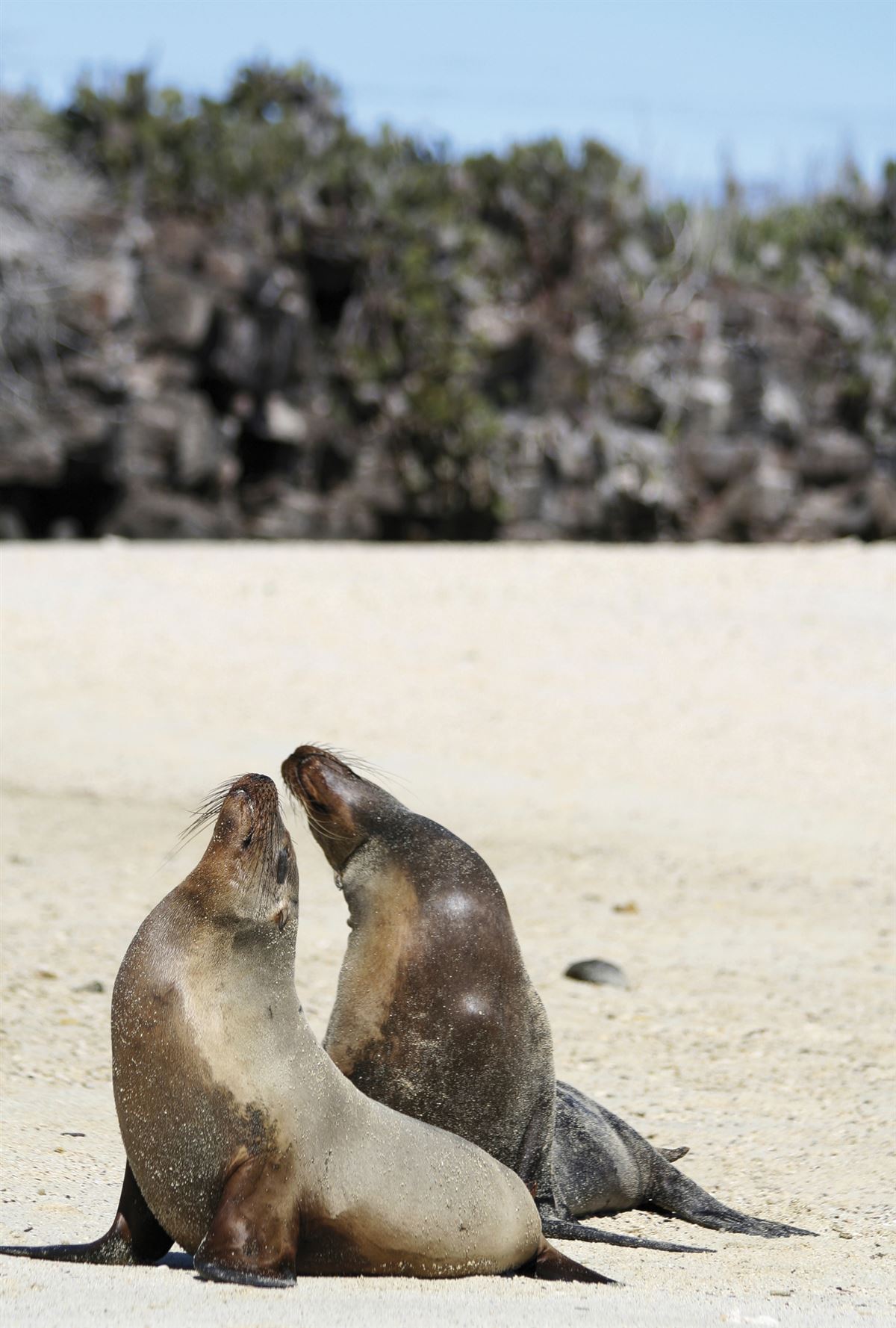 Seelöwen auf Galápagos