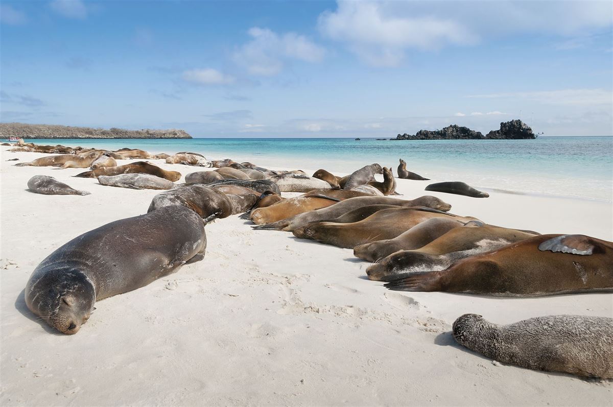 Faszinierende Tierwelt auf Galápagos