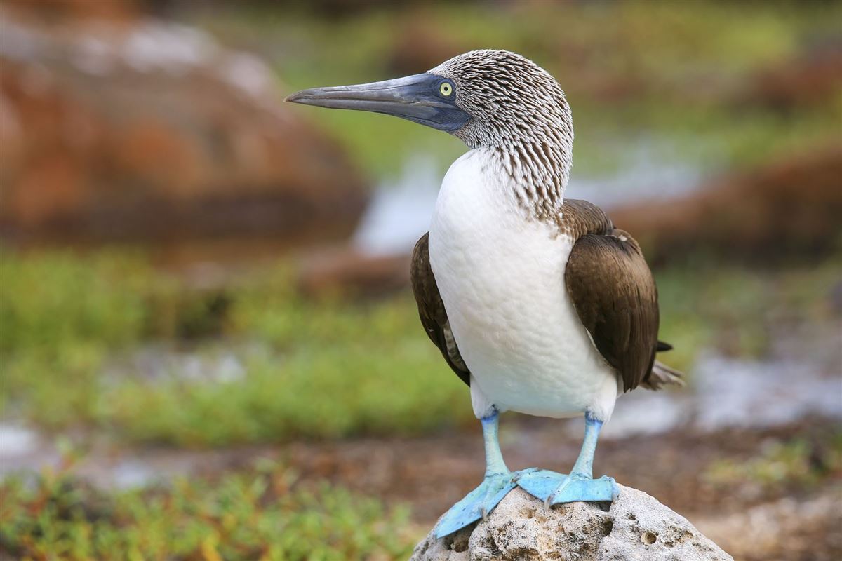 Blaufußtölpel auf Galápagos