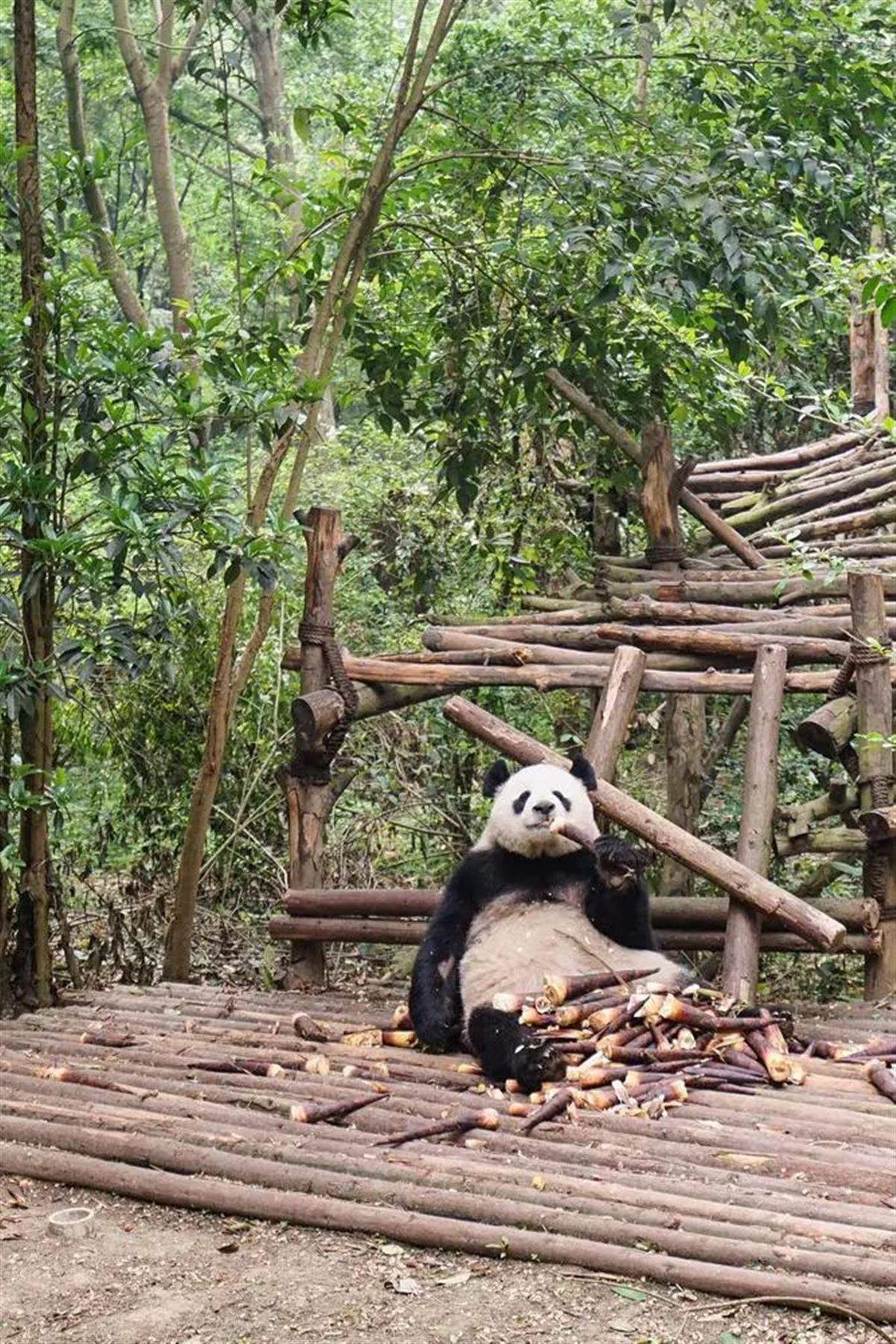 Pandabär in der Aufzucht-Station - Xiaoli Wang