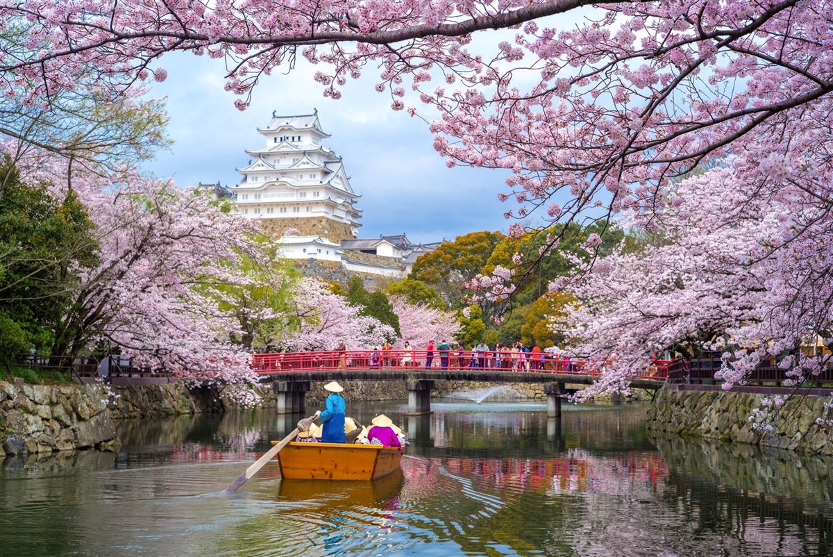 Burg Himeji mit Kirschblüten im Frühling
