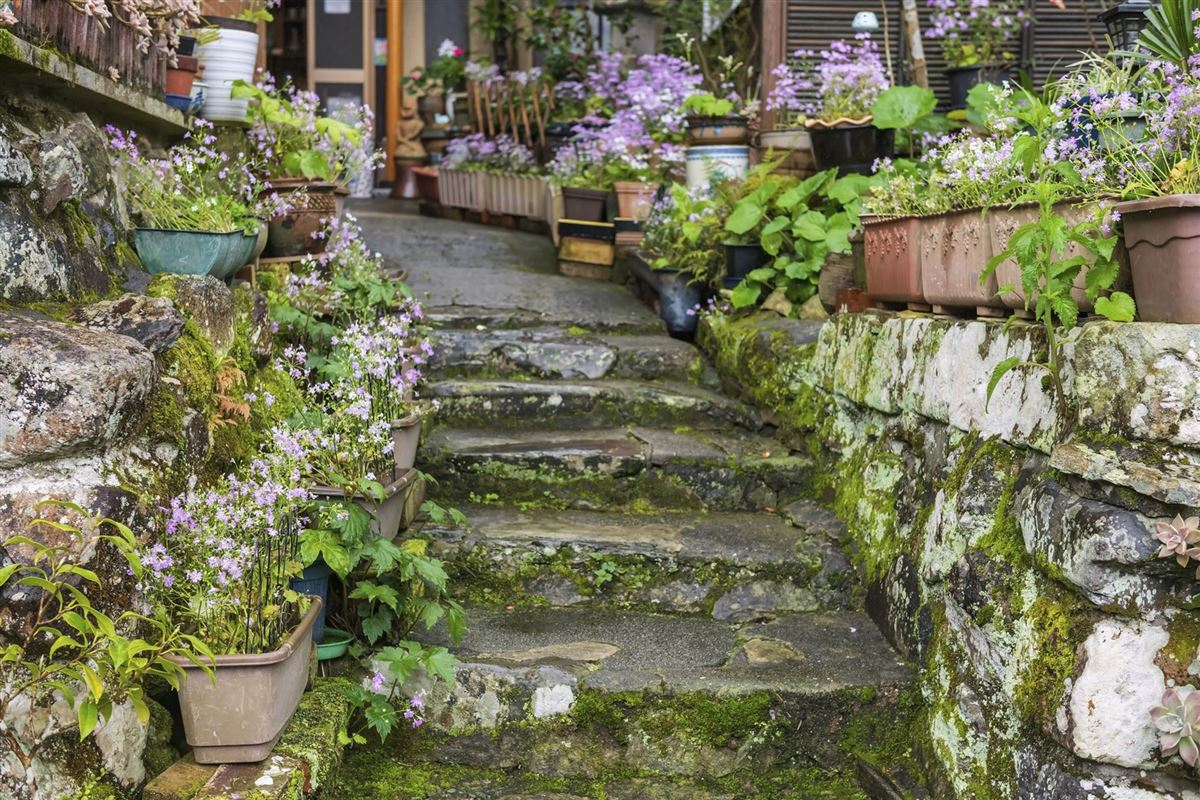 Ipheion Frühlingszwiebeln im Dorf Okawachiyama, Imar