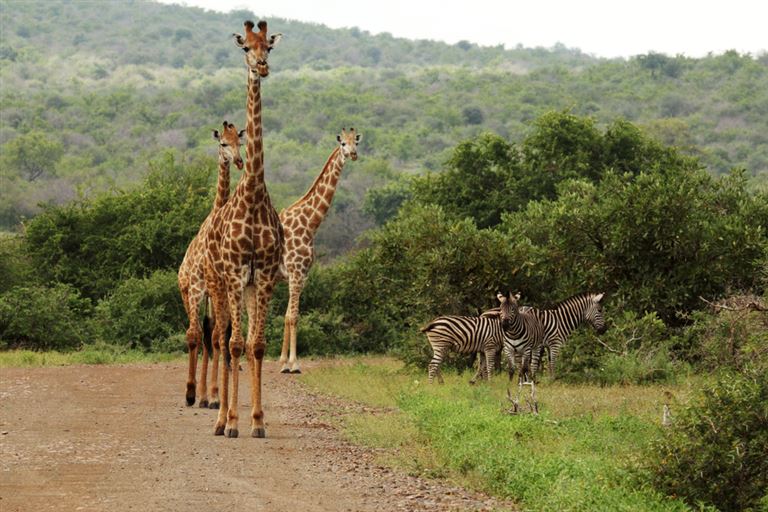 Sternstunden – von Kapstadt bis zum Krüger NP – Rundreise