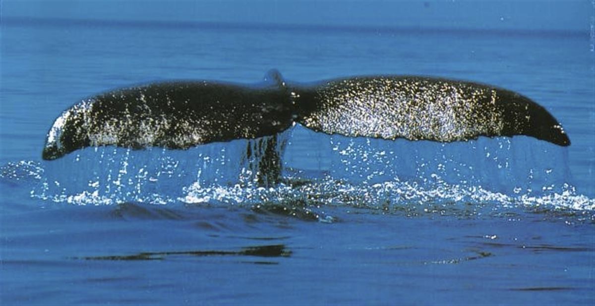 Walbeobachtung in Baja California