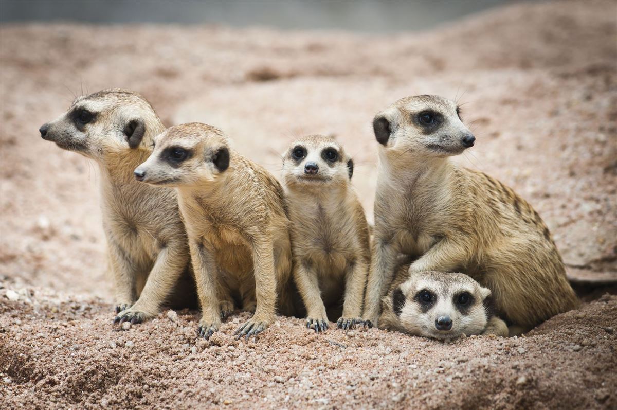 Tierische Begegnungen in Südafrika