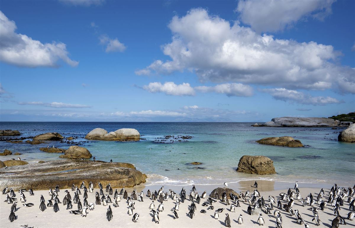 Afrikanische Kap-Pinguine am Boulders Beach