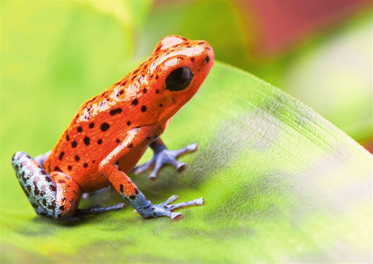 Baumsteigerfrosch