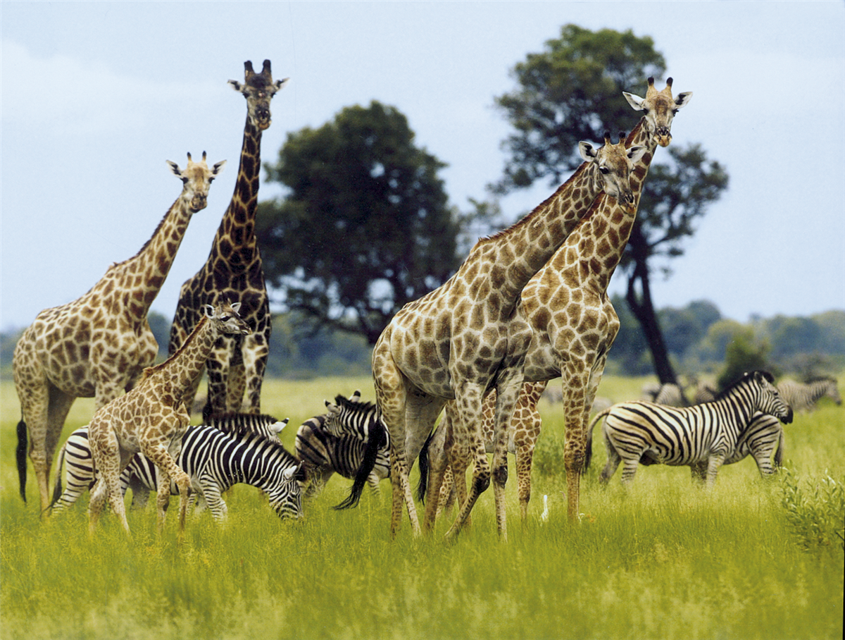 Giraffen und Zebras