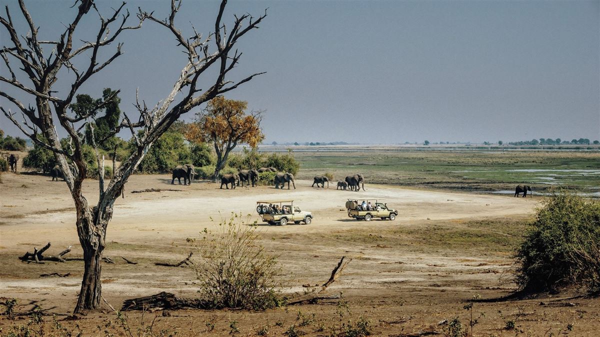 Pirschfahrt am Flussufer des Chobe, Botswana