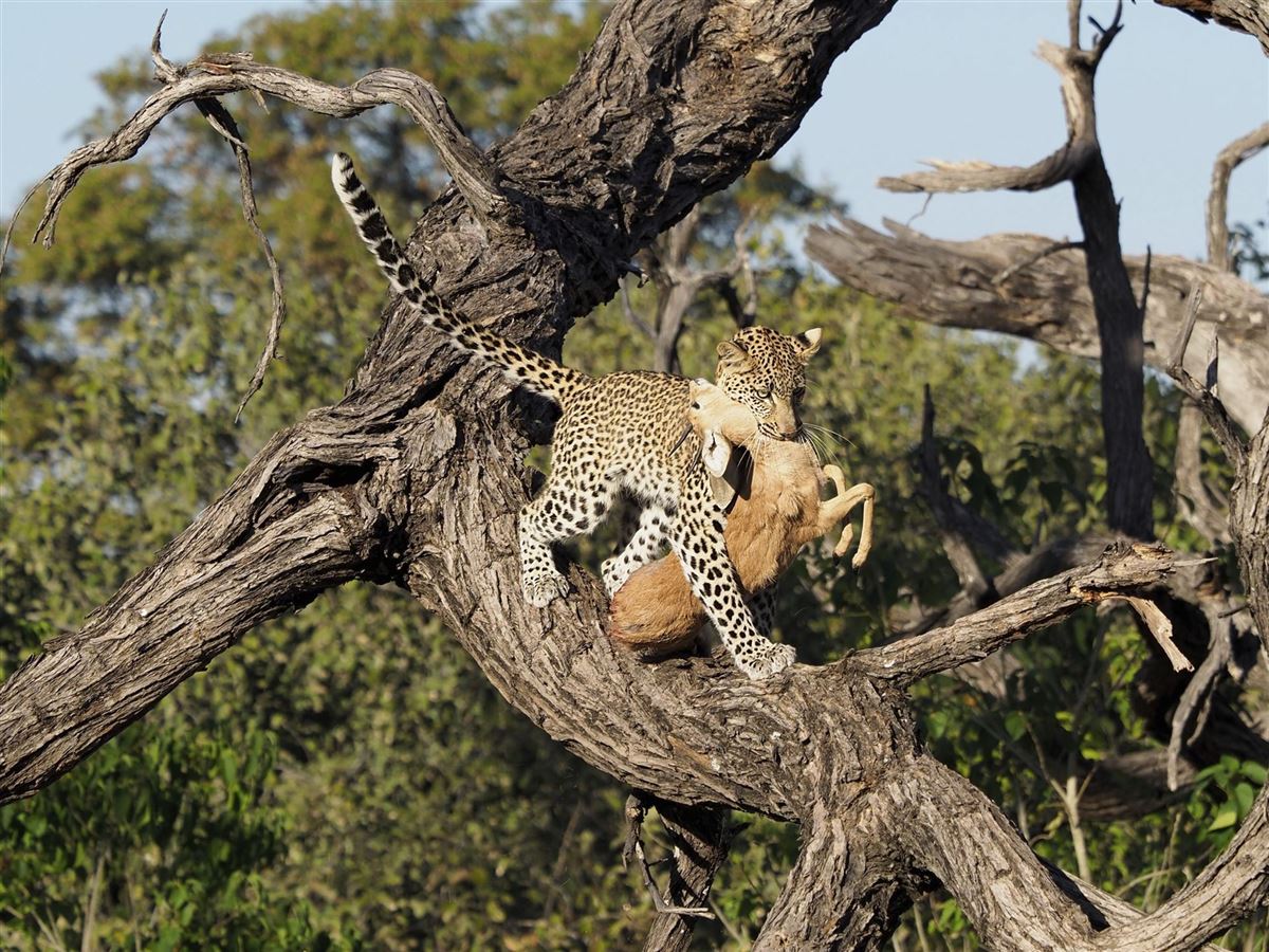 Einmalige Wildbeobachtung, Leopard mit Beute