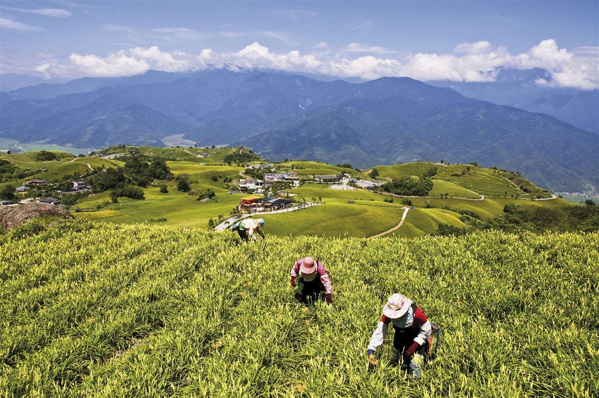 Bei Teeblätter-Pflücken auf Taiwan