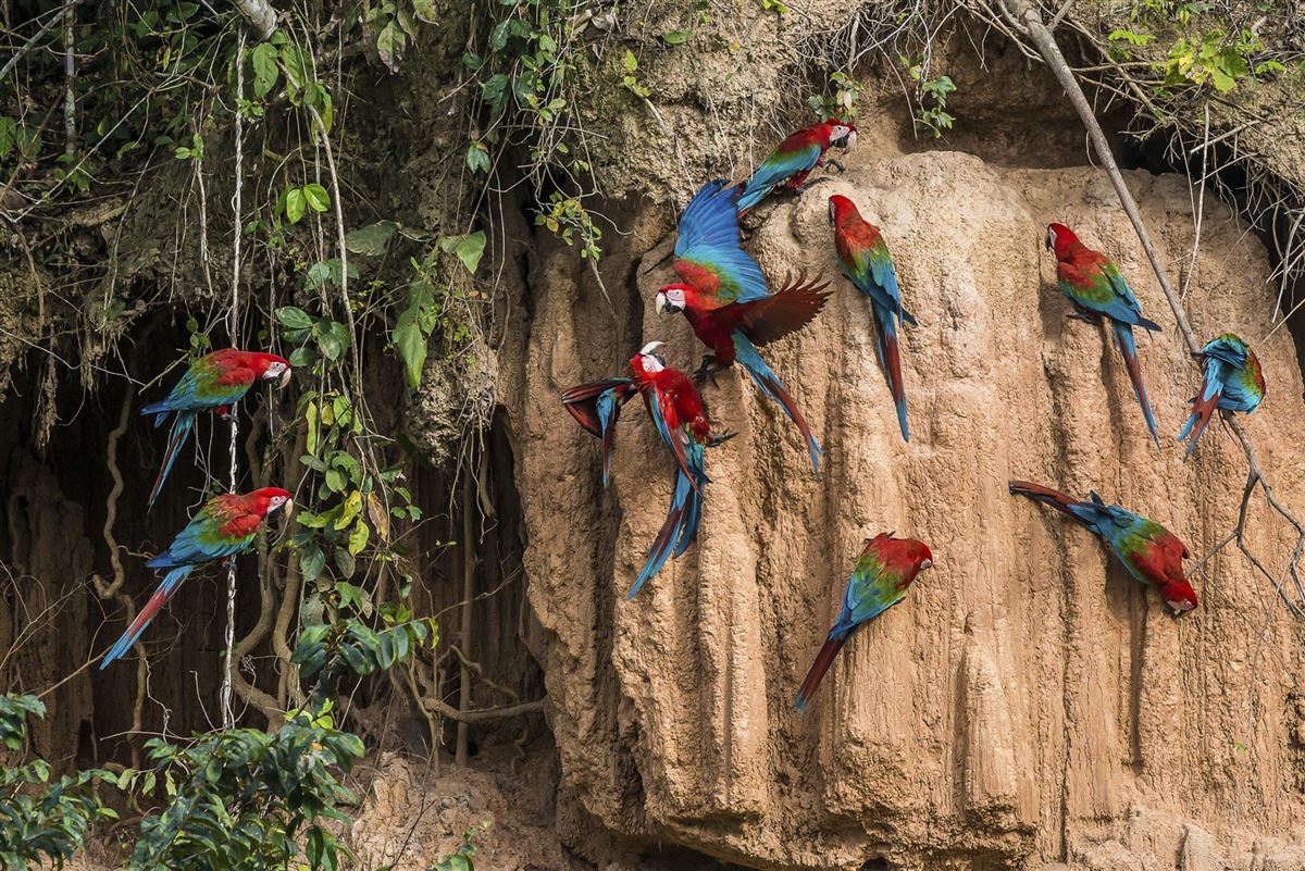 Im Amazonas-Tiefland