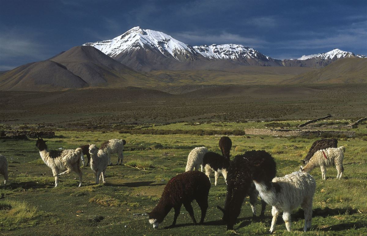 Altiplano in Nordchile