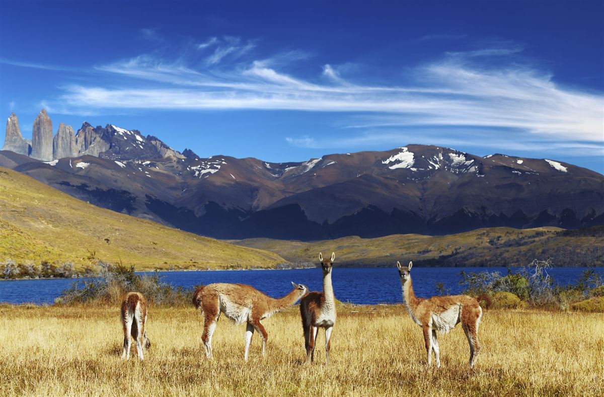 Guanaco im Torres del Paine-Nationalpark