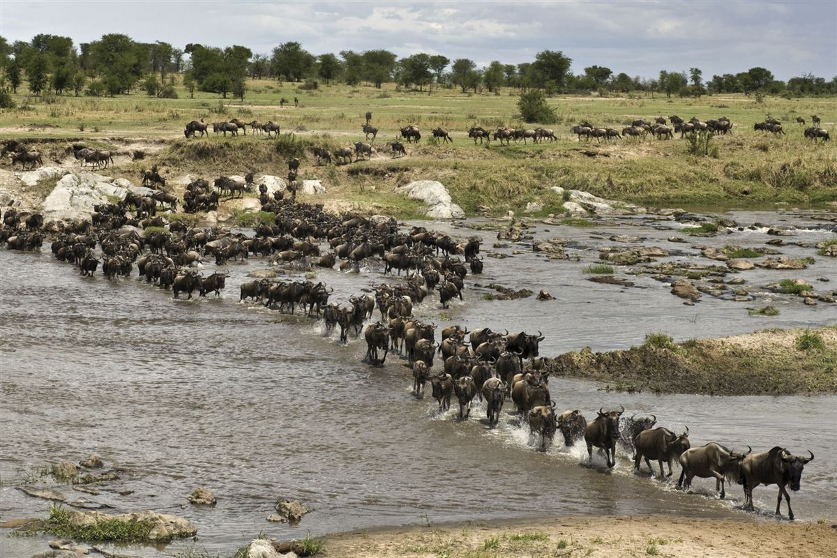 Große Tierwanderung der Gnus