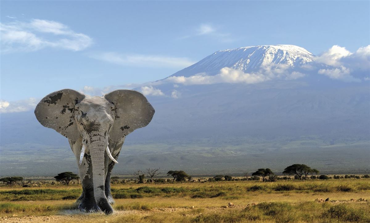 Riesiger Elefantenbulle und Blick auf Kilimanjaro