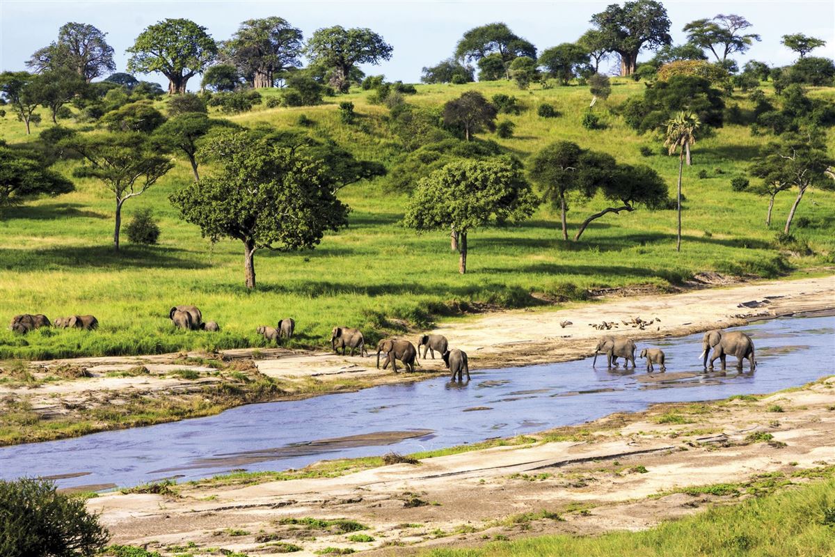 Elefantenherde im Tarangire Nationalpark