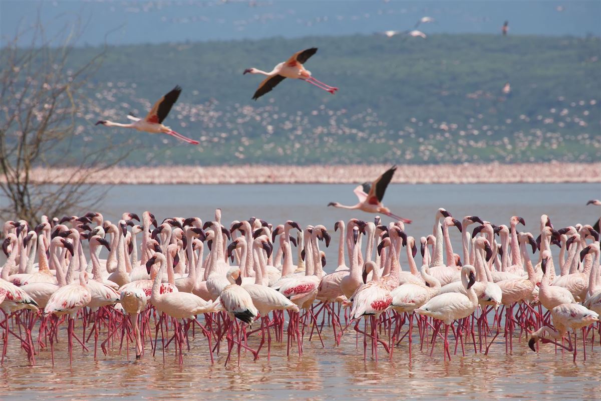 Rosa Flamingos am Kratersee