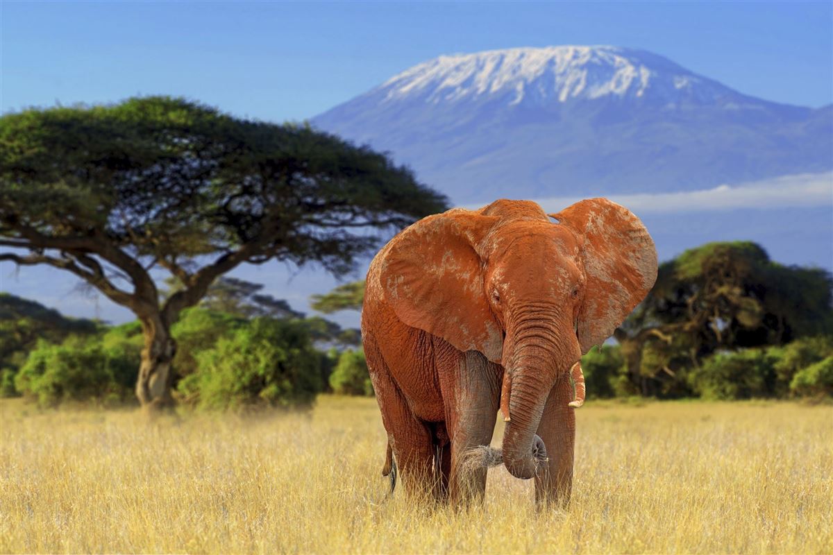 Schlammgebadeter Elefant vor dem Kilimanjaro